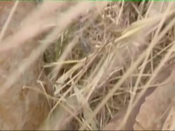 US Marines on patrol in the marshes of Anbar Province Stock Footage