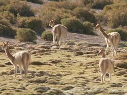MS Shot of Vicunia, Vicugna grazing on Puna grassland in Andes mountains / San Pedro de Atacama, Norte Grande, Chile Stock Footage