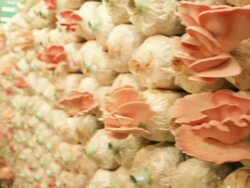 Mushroom farm Stock Footage
