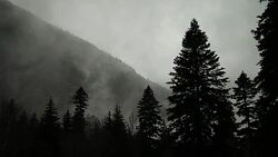 Silhouettes of fir trees and low clouds Stock Footage