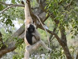 Gibbon Stock Footage