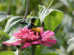Bumble Bee on pink flower Stock Footage