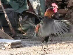 rooster Stock Footage