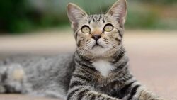 Cat cute pets . Stock Footage