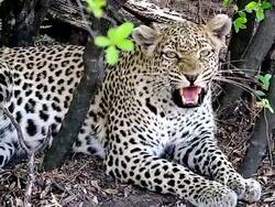 CU Leopard, panthera pardus snarling, Okavango Delta / Moremi Reserve, Botswana, South Africa Stock Footage