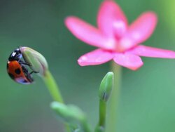 Ladybird (Ladybug) Stock Footage
