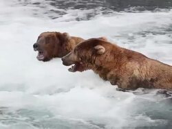 MS Shot of Brown bears at Brooks Falls competing over fishing spot AUDIO/ Alaska, United States Stock Footage