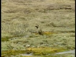 WA Grizzly Bear, Ursus arctos horribilis, cub practicing hunting skills by chasing black billed magpie, Arctic Circle Stock Footage