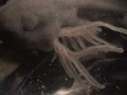 Tadpole of Common Frog (Rana temporaria) with gills, UK Stock Footage