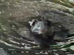 Bath-time for a Duck Stock Footage