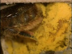 BCU Mason Bee (Osmia rufa) in nest, preparing pollen & nectar store, turnas and lays egg, UK Stock Footage