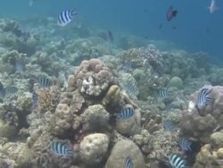 Prisoner fish, very close to camera, Southern Visayas, Philippines Stock Footage