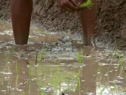 MS TS Shot of Man planting seedlings / Soe, Mt. Mutis, West Timor Indonesia Stock Footage
