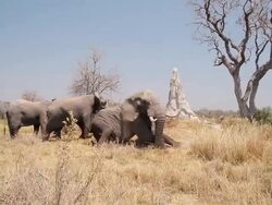 MS Shot of three elephants grazing in field as one lies down / ghanzi district, ghanzi district, botswana Stock Footage