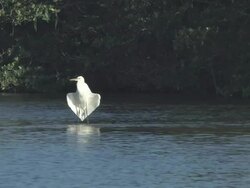 Egret drying wings 1 Stock Footage