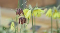 Botanists warn Chinese medicine plants must be authenticated News Clip