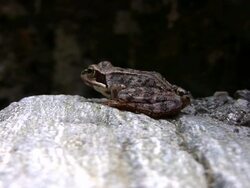 Frog Stock Footage