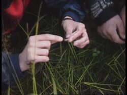 Russia - Narcotic mushrooms News Clip