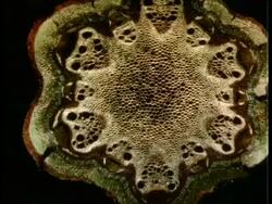 Microscopic cross sectional view through woody stems to show vascular bundles, xylem, cambium, phloem Stock Footage