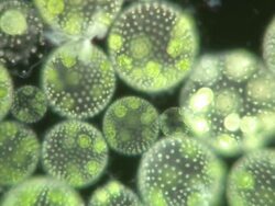 Volvox colonies are composed of hundreds of green algae cells similar to Chlamydomonas, each cell has 2 whip like flagellae and a red eye spot. Stock Footage