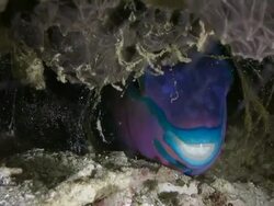 Parrotfish sleeping in the bubble made of mucus Stock Footage