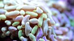 Hammer Coral Stock Footage