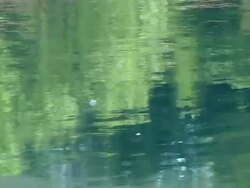 River background: the water flows while poplar-seeds fall like snowflakes Stock Footage