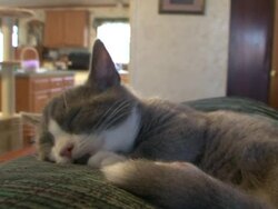 A munchkin kitten naps on a sofa. Stock Footage