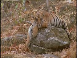 Royal Bengal tiger (Panthera tigris tigris), lying on rock, sleeping, Bandhavgarh National Park, Madhya Pradesh, India Stock Footage