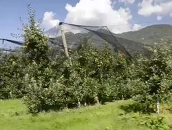 MS POV Shot of apple orchard under net against mountain in Vilpiano / Merano, Trentino, South Tyrol, Italy Stock Footage