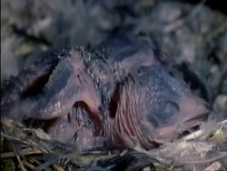 BCU Swift chicks, blind and featherless, in nest, UK Stock Footage