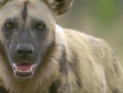 CU Shot of African wild dog standing and observing surroundings intently / Okavango Delta, North West District, Botswana Stock Footage
