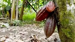 brown cacao from ecuador in the tree Stock Footage
