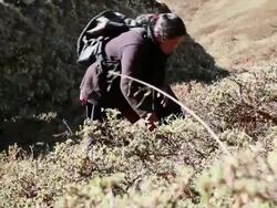 MS TS Woman collector of sex herb / Durma, Banke District, Nepal Stock Footage