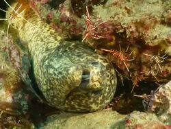 MS Shot of Paint spotted moray eel lying on its side pushing water over gills / Matola, Maputo, Mozambique Stock Footage
