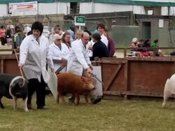PIGS BEING JUDGED IN PIG RING Stock Footage