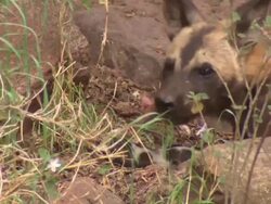 African Wild Dog (Lycaon pictus) pup eating meat; with audio, Kenya Stock Footage