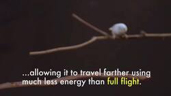 WAS THIS HOW DINOSAURS BEGAN FLYING? Instructional Video