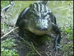 Alligator crawling up muddy bank, front view, front view, Brazos Bend State Park, Texas, USA Stock Footage