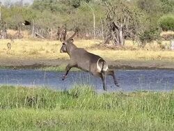 MS TS SLO MO Shot of Common Waterbuck (kobus ellipsiprymnus) Male emerging from Khwai River at Okavango Delta forest area / Moremi Reserve, Africa, Botswana Stock Footage