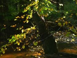 Beech Trees In Autumn Forest Tilt Up (4K/UHD to HD) Stock Footage