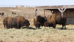 Bison Stock Footage