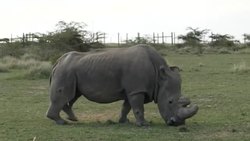 Rhino grazing on the Ol Pejeta Conservancy News Clip