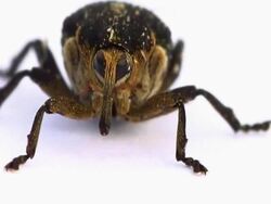 Weevil NTSC Stock Footage