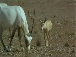 MS Arabian Oryx, Oryx leucoryx calf and adults grazing, Jiddat al Harasis desert, Oman Stock Footage