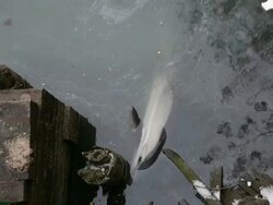 Trapped dolphin at Wounded Dolphin Stuck In Pollut Stock Footage