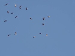 Large flock of Sandhill Cranes fly overhead against blue sky. Stock Footage