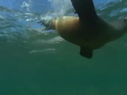 Sea Lion swim by into dome, Mexico  Stock Footage