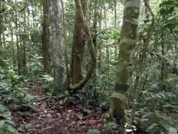 Walking along a path through Amazonian rainforest in Ecuador. Stock Footage