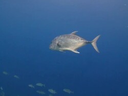 Giant Trevally (Caranx ignobilis) swimming near school of Bigeye Trevallies high above reef, profile, side view, Vaavu Atoll, The Maldives Stock Footage